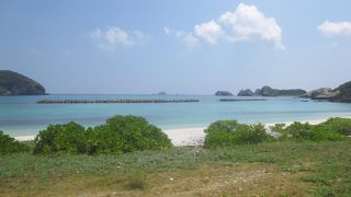 海水浴でレアな魚が見れました