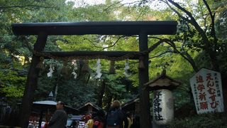 珍しいそうです