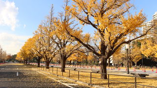 イチョウ並木がきれいでした。