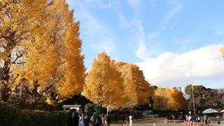 イチョウ並木がすばらしかったです