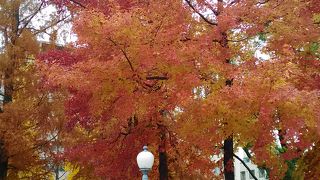 紅葉がきれいでした