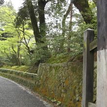 木々の新芽が美しい玉砂利の参道。