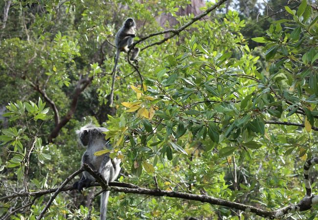 野生動物と出会えるジャングルトレッキングコースあり