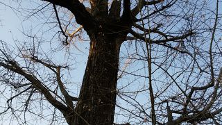 立派のイチョウの木