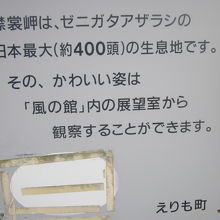 やっぱりここではアザラシちゃん達に注目です！