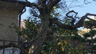 黙って見ましょうネ