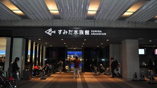 クラゲがたくさん