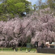 清流円。満開の枝垂桜と琴の演奏。