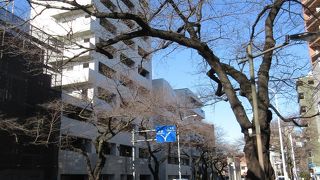 桜並木があります