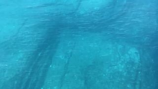 船で近くまで見に行けます