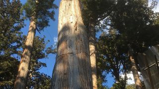 複数のご神木があります