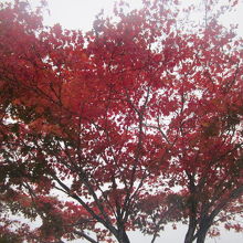 秋は紅葉も美しい公園です！