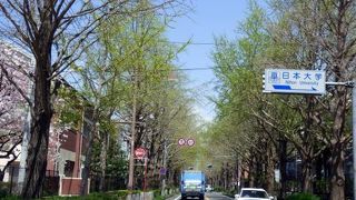 三島文教町の銀杏並木　竹沢園芸種苗　三島市佐野体験農園 夏野菜の植え付け