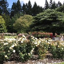 バラ園