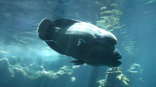 小さいながらも魅力たっぷり