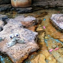 建物向かい側の海にヒトデやラッコがいます