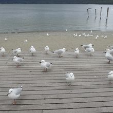 湖畔に集まる人懐っこい海鳥がとてもかわいい