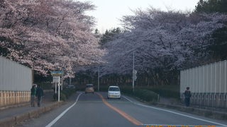 つくばの桜はここが一番