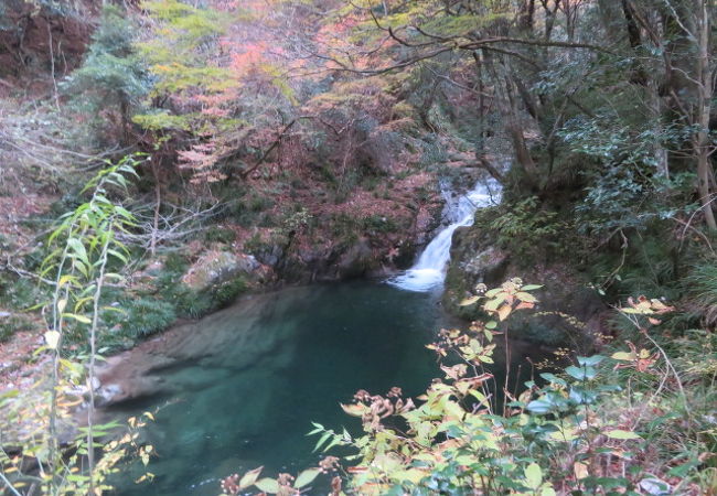 紅葉と一緒に見ました