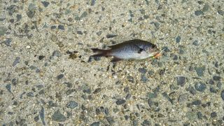 釣りスポットとしても有名