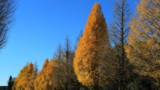 参道のイチョウ並木の黄葉が綺麗