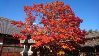 庭にある紅葉に圧倒されました。