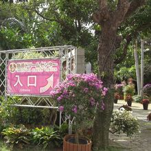 ここから入口まで満開のブーゲンビリアが出迎えてくれました。