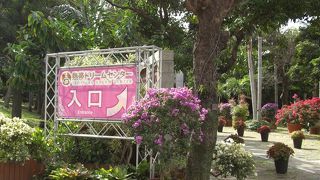 綺麗な花、見たことがない熱帯植物。見応えあり。