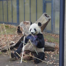 パンダ