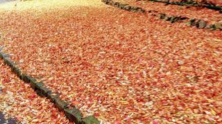 四季を問わず景色を楽しめる公園