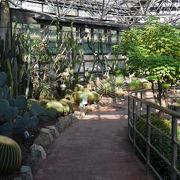 熱帯植物がいっぱい