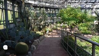 熱帯植物がいっぱい