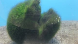 阿寒湖に来たら乗ってみましょう。天気が良いと良かったのになぁ～。