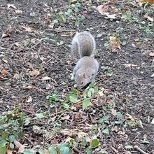 リスも沢山います！