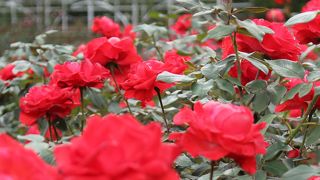 秋バラを見に行きました