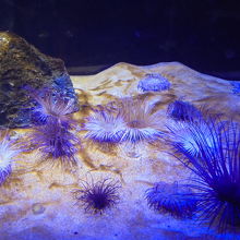 イソギンチャクの水槽