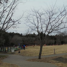 ドッグランもある広場。天気が良ければ正面には富士山が