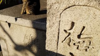 井戸の蓋に猫が