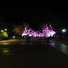 桜のような色合いです．