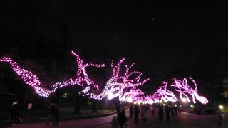 桜色のイルミネーションが温かいです．