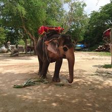 象さんにも乗れます