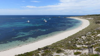 クオッカがそこらじゅうに