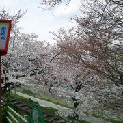 岡崎の桜まつり