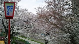 岡崎の桜まつり