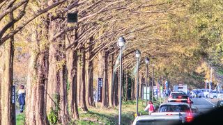 大混雑のメタセコイア並木道