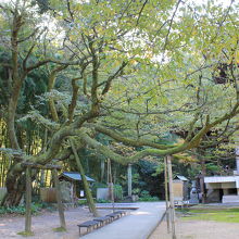 山桜の大木