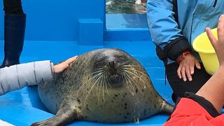 海獣との触れ合いタイムが沢山ある水族館