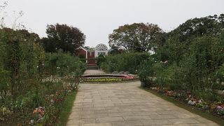 冬でも花々が咲き、目を楽しませてくれました。