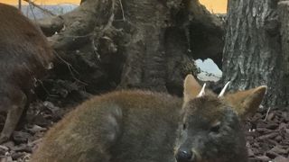 こどもにぴったり