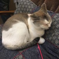 瀕死のところをオーナーに助けてもらったほたるちゃん